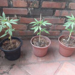 Primeiro cultivo- prensado - semana 4 - 