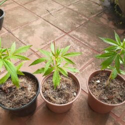 Primeiro cultivo- prensado - semana 4 - 