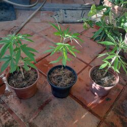 Primeiro cultivo- prensado - semana 5 - 