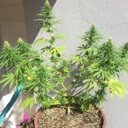 Primeira Cannabis - semana 11 - 
