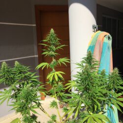 Primeira Cannabis - semana 11 - 