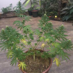 Primeira Cannabis - semana 10 - 