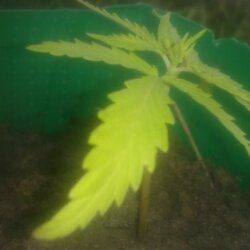 1° cultivo - Pink - semana 4 - 