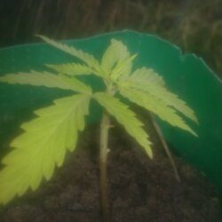 1° cultivo - Pink - semana 4 - 