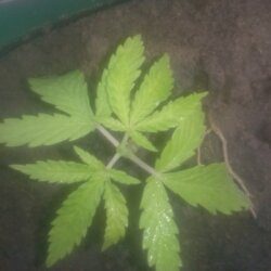 1° cultivo - Pink - semana 5 - 