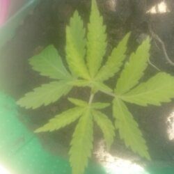 1° cultivo - Pink - semana 5 - 