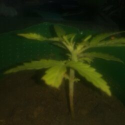 1° cultivo - Pink - semana 5 - 