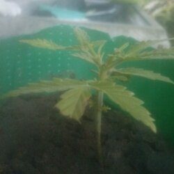 1° cultivo - Pink - semana 5 - 