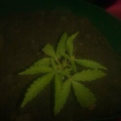 1° cultivo - Pink - semana 5 - 