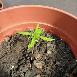 Maju - O meu primeiro cultivo - semana 5 - 