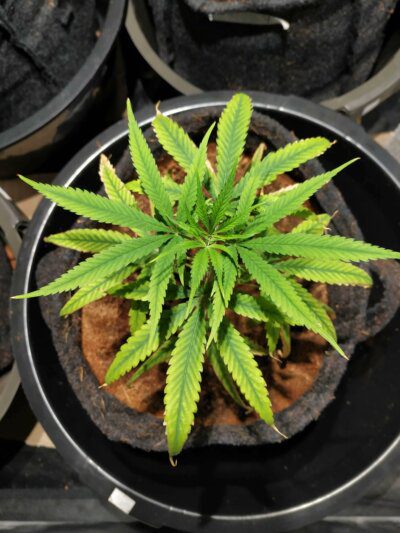 Deficiência de nutrientes na Cannabis ocasionado por pH incorreto