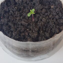 Primeiro Pé - semana 1 - 