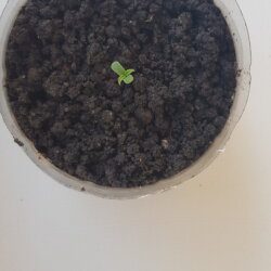 Primeiro Pé - semana 1 - 