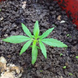 Sativa ou indica? - sem 3 - 