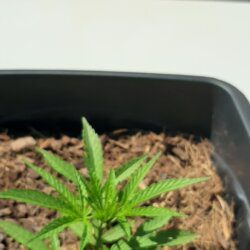 first grow - semana 6 - 
