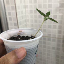 Primeiro cultivo - semana 2 - 9° dia