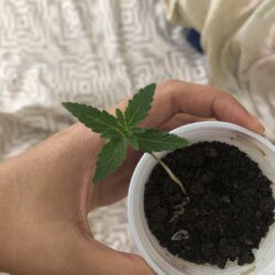 Primeiro cultivo - semana 2 - 10° dia