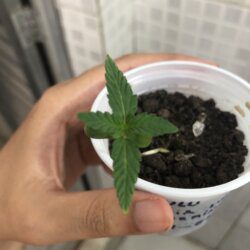 Primeiro cultivo - semana 2 - 9° dia