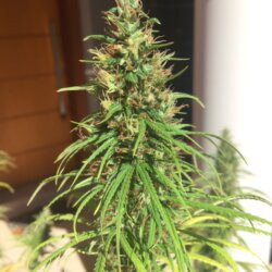 Primeira Cannabis - semana 13 - 