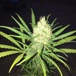 Primeira Cannabis - sem 13 - 