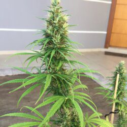 Primeira Cannabis - semana 12 - 