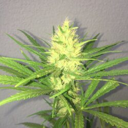 Primeira Cannabis - semana 12 - 
