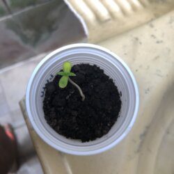 Primeiro cultivo - semana 1 - 2° dia