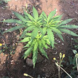 PRENSEEDS - semana 5 - 