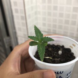 Primeiro cultivo - semana 2 - 9° dia