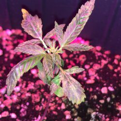 Amnesia Haze - semana 2 - 