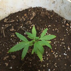 Primeiro cultivo - semana 4 - 