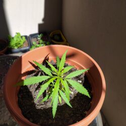 Maju - O meu primeiro cultivo - semana 10 - 