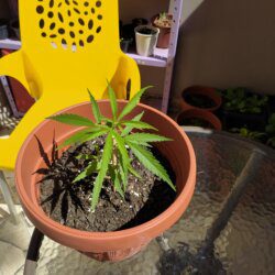 Maju - O meu primeiro cultivo - semana 10 - 