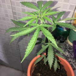 Primeiro cultivo - semana 6 - 39° dia