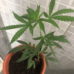 Primeiro cultivo - semana 6 - 39° dia