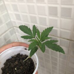 Primeiro cultivo - semana 2 - 14° dia