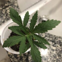 Primeiro cultivo - semana 3 - 18° Dia