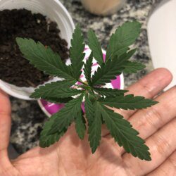 Primeiro cultivo - semana 3 - 20° dia