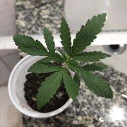 Primeiro cultivo - semana 3 - 16° Dia