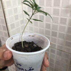 Primeiro cultivo - semana 3 - 16° Dia