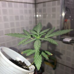 Primeiro cultivo - semana 3 - 21° dia