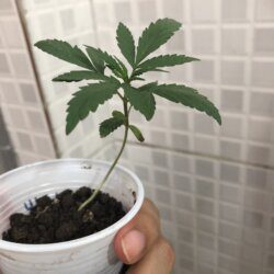 Primeiro cultivo - semana 3 - 18° Dia