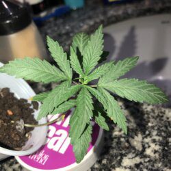 Primeiro cultivo - semana 3 - 20° dia