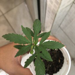 Primeiro cultivo - semana 3 - 16° Dia