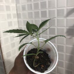 Primeiro cultivo - semana 4 - 22° dia