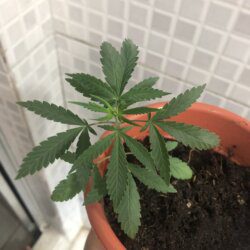 Primeiro cultivo - semana 5 - 29° día