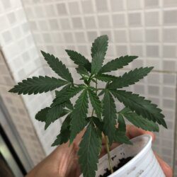 Primeiro cultivo - semana 4 - 25° dia