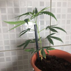 Primeiro cultivo - semana 6 - 37° dia