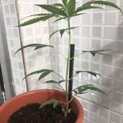 Primeiro cultivo - semana 6 - 39° dia