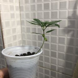 Primeiro cultivo - semana 3 - 15° Dia